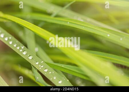 Closeup macro shot of beautiful dewdrops on green blades of grass in summer Stock Photo