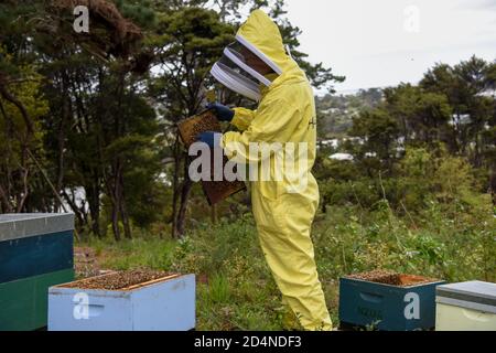 (201010) -- AUCKLAND, Oct. 10, 2020 (Xinhua) -- A beekeeper examines a beehive in suburbs of Auckland, New Zealand, on Oct. 9, 2020. As the spring is approaching to the Southern Hemisphere, beekeepers are getting busy for the new honey picking season in New Zealand. (Xinhua/Guo Lei) Stock Photo