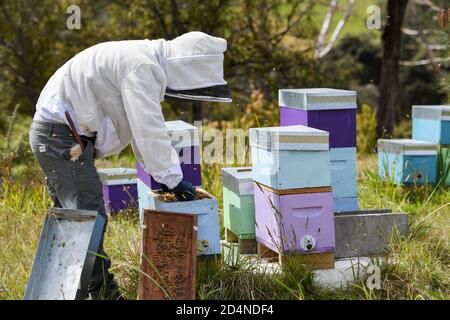 (201010) -- AUCKLAND, Oct. 10, 2020 (Xinhua) -- A beekeeper examines a beehive in suburbs of Auckland, New Zealand, on Oct. 9, 2020. As the spring is approaching to the Southern Hemisphere, beekeepers are getting busy for the new honey picking season in New Zealand. (Xinhua/Guo Lei) Stock Photo