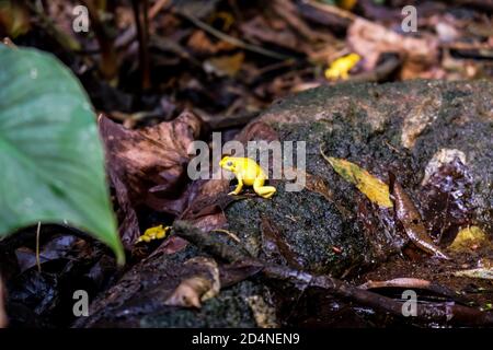 Very poisonous little yellow golden dart frog sitting on the ground in Copenhagen Aquarium rainforest. Dangerous animals in captivity in Denmark Stock Photo