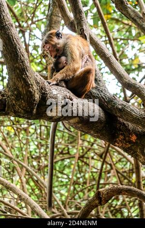 Mother and baby monkey sitting together on a tree. Little monkey hugging its mom in Talalla. Peaceful moment with animals in natural environment. Stock Photo