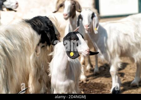 A small black and white goat with the rest of the group blurred in the background. Perfect photo for herding and agriculture. Stock Photo