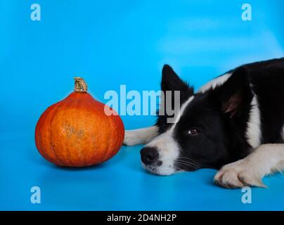 Lying Border Collie with Orange Pumpkin Isolated on Blue Background. Head Portrait of Black and White Dog. Stock Photo