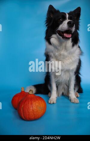 Smiling Border Collie with Orange Pumpkins Isolated on Blue Background. Portrait of Black and White Dog. Stock Photo