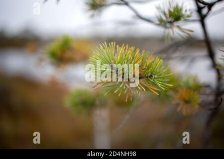 bog pine branch in autumn, selective focus Stock Photo