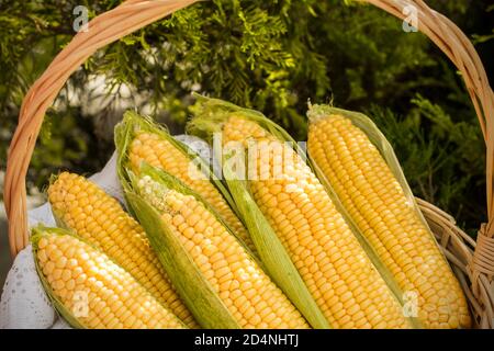 Fresh corn on cob in wicker basket. Untreated corn cobs. Fresh corn vegetable in basket. Harvested corn in wicker basket, freshly picked maize ears ou Stock Photo