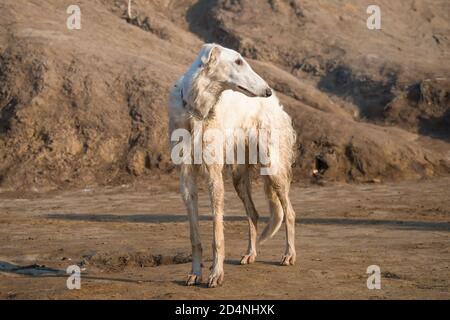Dog breed Russian long-haired sighthound, also called Russian wolfhound. Stock Photo