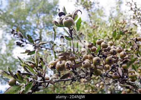 Wild pear (pyrus pyraster) close-up in Pascaredda place, Calangianus, Sardinia, Italy Stock Photo