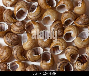 Empty escargot snails shells on white background Stock Photo