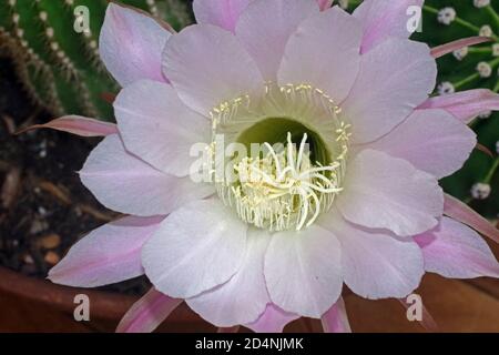 Gymnocalycium stellatum flowering close-up in nature Stock Photo