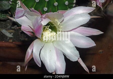 Gymnocalycium stellatum flowering close-up in nature Stock Photo