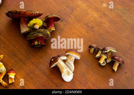 various Mushrooms Stock Photo