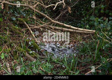 Pigeon feathers from dead bird on ground next to branches with ivy, grass and fallen leaves Stock Photo