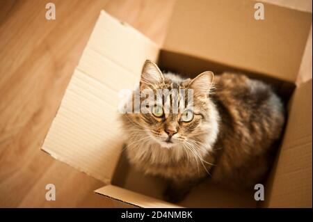 cat in a box Stock Photo