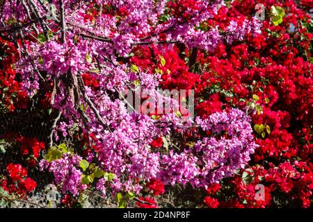 Purple red flowers Judas tree Cercis siliquastrum Red bougainvillea Spain Stock Photo