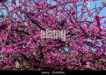 Spring Purple flowers Judas tree Cercis siliquastrum flowering shrubs Stock Photo