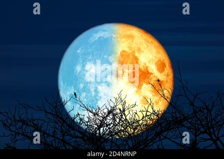 Super blood moon and silhouette coconut tree in the field and night sky ...