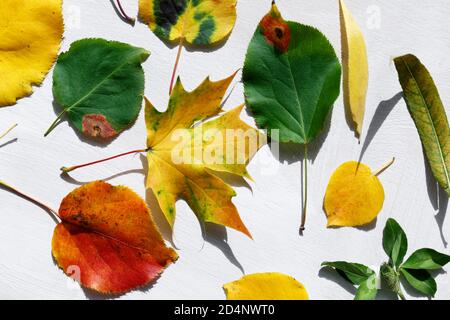 Herbarium of leaves of different tree species laid out in any order. Collection of autumn leaves. Dead leaves Stock Photo