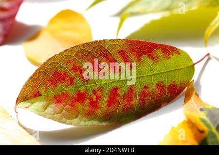 Green fallen leaves with red spots lie on a white background. Autumn brightly colored leaves close-up. Decoration in the autumn season Stock Photo