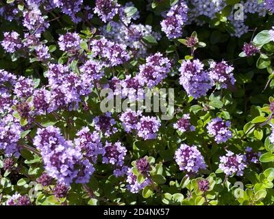 Thymus. Purple flowers of a fresh spicy plant with green leaves, top view Stock Photo