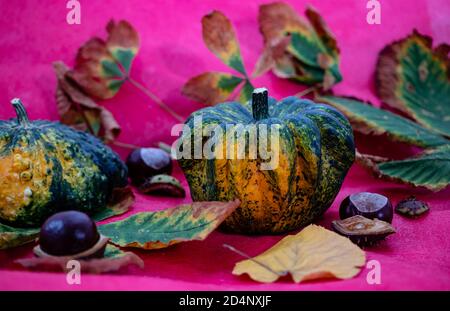 Autumn season. Two decorative speckled pumpkins sitting on the red background with chestnuts and yellow leaves. Thanksgiving day. Halloween. Harvest t Stock Photo