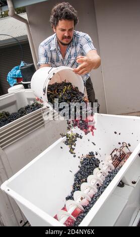 Australian/Argentinian winemaker adding Tempranillo grapes to a crusher/destemmer at a small winery near Hahndorf in South Australia's Adelaide Hilsl Stock Photo