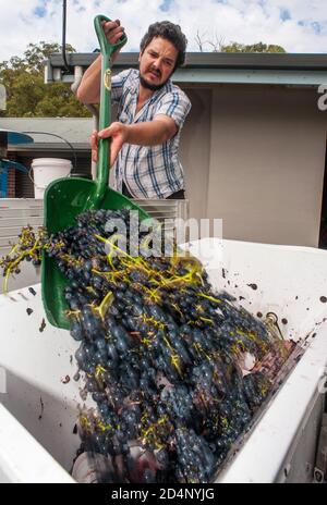 Australian/Argentinian winemaker adding Tempranillo grapes to a crusher/destemmer at a small winery near Hahndorf in South Australia's Adelaide Hilsl Stock Photo