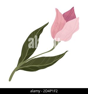 Single pink tulip in flat cartoon style. Isolated on white. Pink tulip flower botanical concept of love and spring. For web, stickers, banners or prin Stock Vector