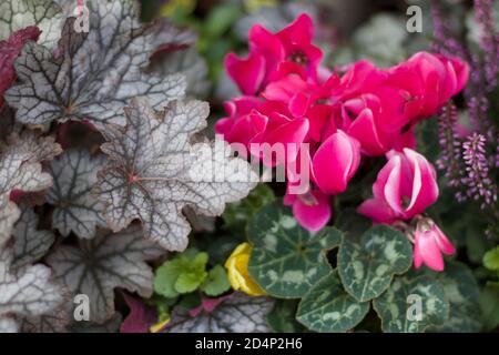 Winter flowering magenta cyclamen beside heuchara foliage and other plants Stock Photo