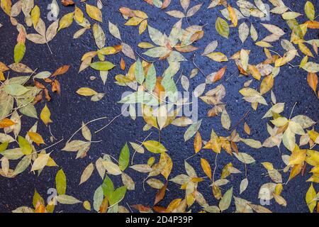 Autumn background, yellow autumn leaves lie on the wet asphalt in autumn. Stock Photo