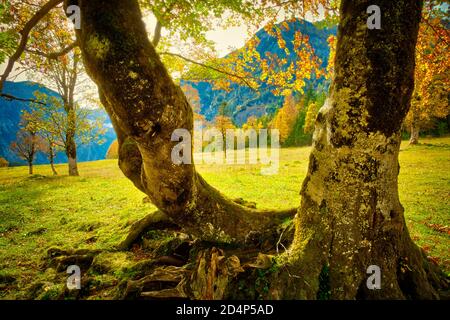 AT - TYROL: Autumnal landscape in the Eng Stock Photo