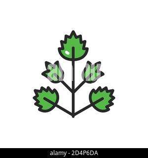 Parsley color line icon. Spices product. Vector illustration Stock Vector
