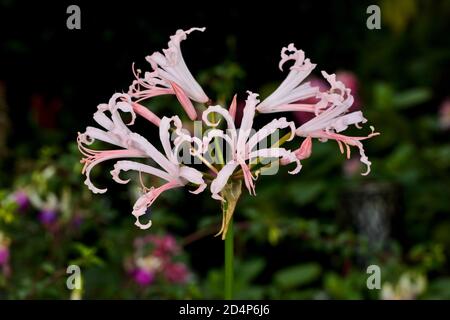 Nerine bowdenii Stock Photo