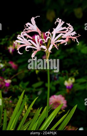 Nerine bowdenii Stock Photo