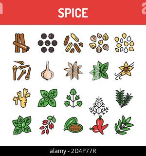 Spices and herbs color line icons set. Vector illustration Stock Vector