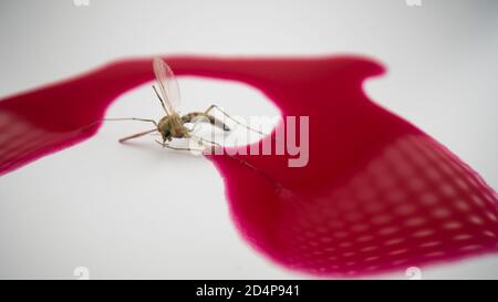 Mosquito and human blood, close up view of isolated mosquito. Bloodsucker on white background and drops of red blood Stock Photo