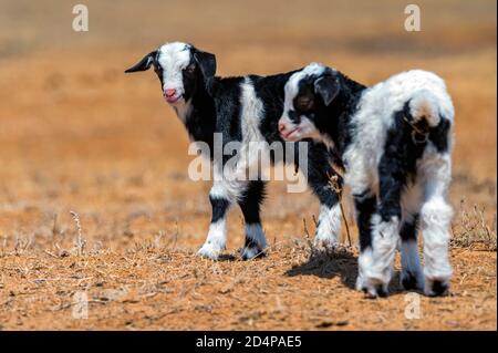 Two black and white goats walks on the field. Stock Photo