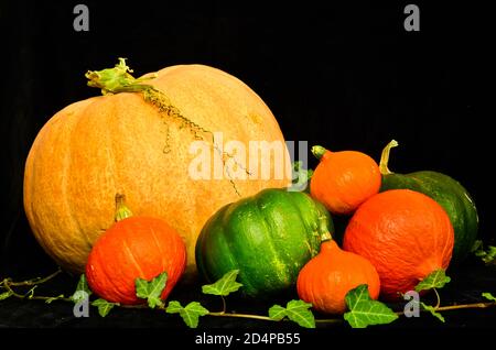 a group of different orange and green pumpkins as a still life in front of a black background Stock Photo
