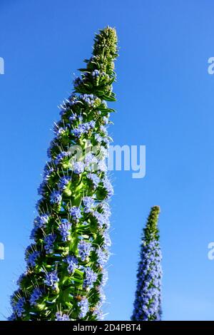 Blue Pride of Madeira Echium candicans cones Spain Stock Photo