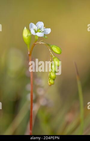 Flower Stalk Of A Round Leaved Sundew Plant, Drosera Rotundifolia, Showing A Flower And Unopened Buds. UK Stock Photo