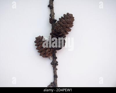 A branch of larch on which the cones are located. Photo on a white background. Close up. Stock Photo