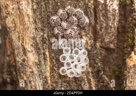 Insect Nymph Casing Recently emerged Stink Bug (Pentatomidae) nymphs next to empty egg ...