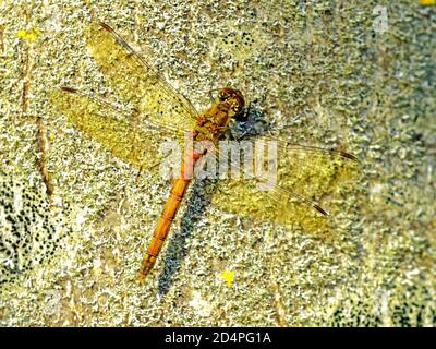 High detail of a resting dragonfly mayfly on a rock Stock Photo