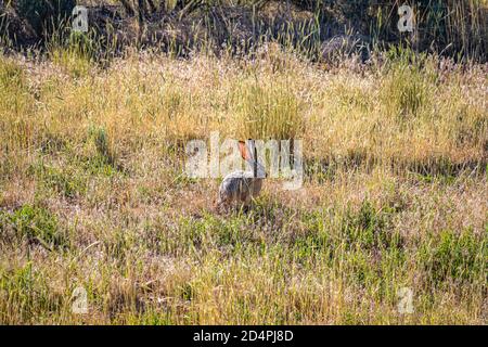 Black Tailed Jack Rabbit Stock Photo