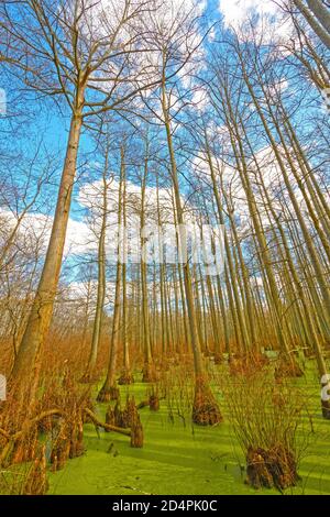 Cypress Trees Stretching out of the Swamp in Heron Pond in the Cache River Natural Area in Illinois Stock Photo