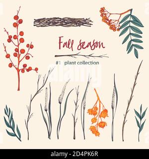 Set of twigs, berries, and leaves of autumn plant. Hand-drawn vintage sketch botanical illustration. Engraving style. Pure organic eco herbs Flat Stock Vector