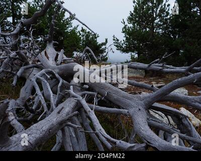 grey woods lying in the forest Stock Photo