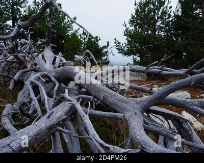 grey woods lying in the forest Stock Photo