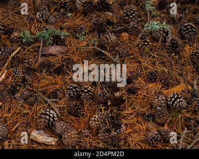 some pinecones lying in the forest Stock Photo