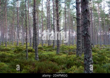 Pine trees in Scotland Stock Photo
